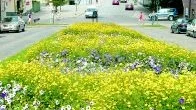 4,3 miljoner kronor från staten räddar Norrköpings blommor, bland annat då de vackra planteringarna i backen på Dalsgatan nedanför De Geerskolan.
FOTO: ANITA KJELLBERG