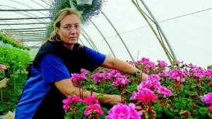 Ann-Sofie Pettersson plockar gula blad på sina pelargoner inne i ett av växthusen.