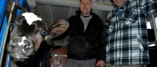 Sonstorpsbönder mot kunglig glans