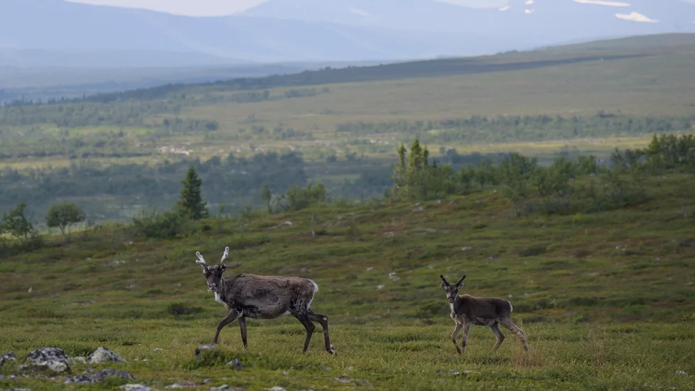"Alla människor ska vara lika inför lagen." skriver KD:s Krister Pounu i Kiruna och vill se förändringar i rennäringslagen.