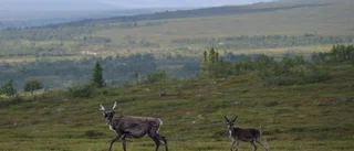 Dags att förändra rennäringslagen