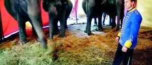 Cirkus Mustang får föreläggande