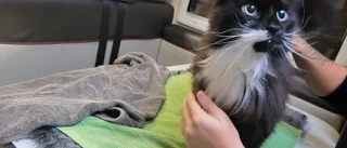 Katten Sixten från Finspång är "nychippad"