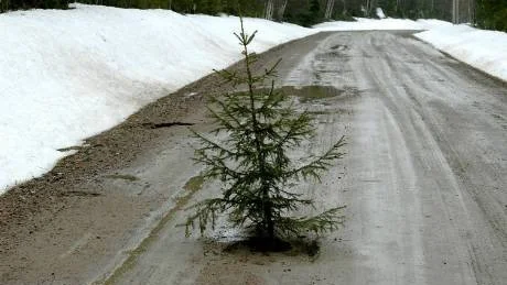 hål i vägen. Taxichauffören Rune Sandberg har placerat en gran i ett av hålen efter vägen till Storsien, 2,5 km norr om Kalix.  Foto: Britt-Louise Spets