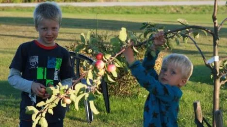 Tim och Teo plockar äpplen i soligt höstväder.
