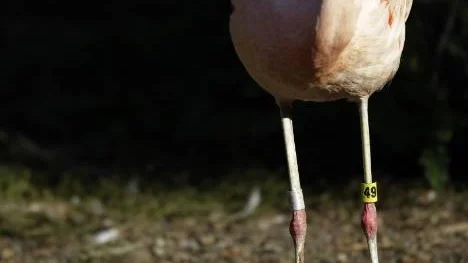 Större flamingo är lätt rosafärgad i sin fjäderdräkt eftersom de käkar små räkor som innehåller speciella färgämnen.