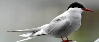 Tärnor