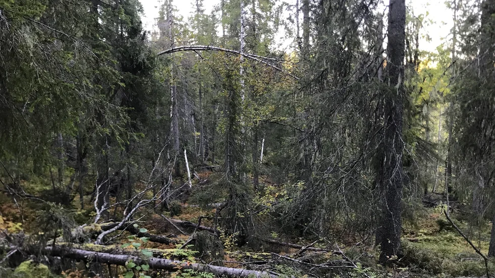 Sveaskog stoppar sin planerade avverkning i Kåpponis, utanför Jokkmokk, efter protester från naturskyddsföreningar. De ifrågasätter hur skogsägaren kunnat missa de höga naturvärdena vid sin egna inventering.