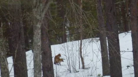 Två rävar som parar sig. Nu är det vår.