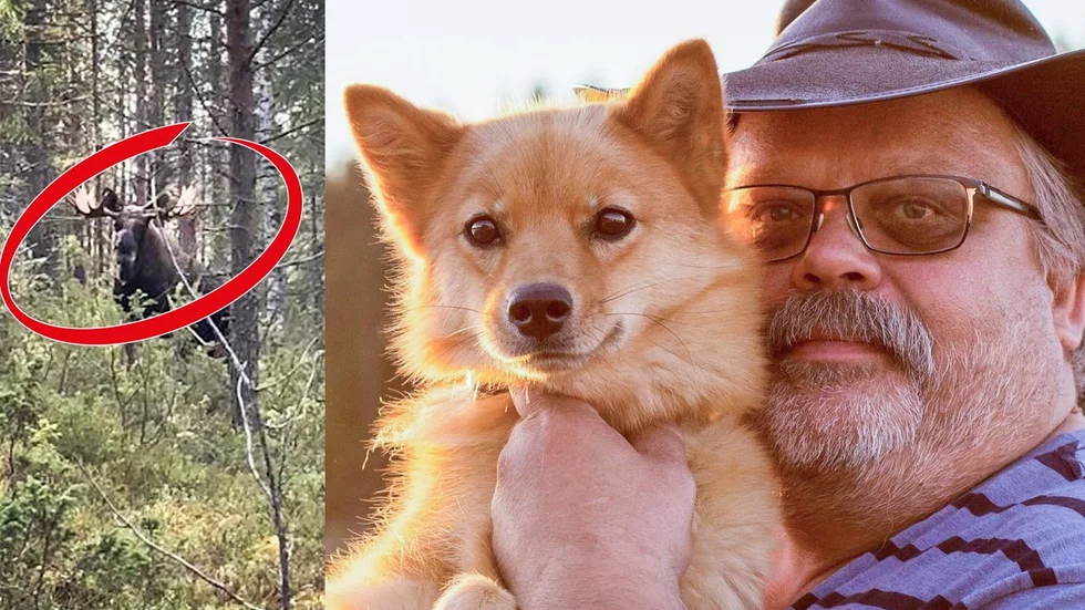 Riktigt nära bekantskap med skogens konung fick Bengt Karlsson stifta när han och hunden Riika var i skogen. 