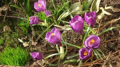 Första vårtecknet i rabatten, blommande krokus.