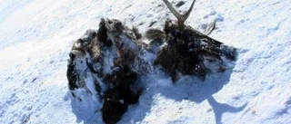 Förbryllande rester av älg