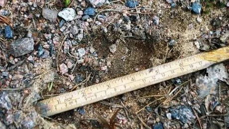 STOR. Tassen uppmättes till 15 centimeter och språnget mellan fram och baktass till 170 centimeter - vilket tyder på att vargen i Lansån är stor.