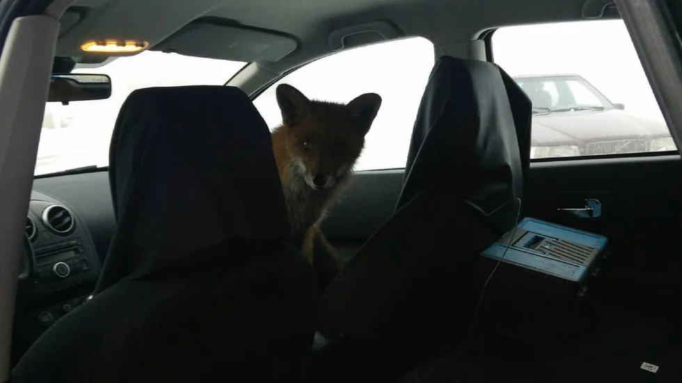 Christoffer Ingerskog trodde det var en hund. Men när hanr han kikade in i bilen insåg han att han misstagit sig – det var en räv.