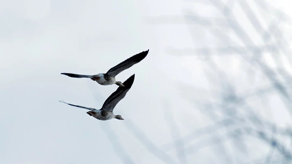 Flyttar. Gäss av olika slag flyttar söderut i dagarna. Fågeljakten pågår, med allt vad det innebär.