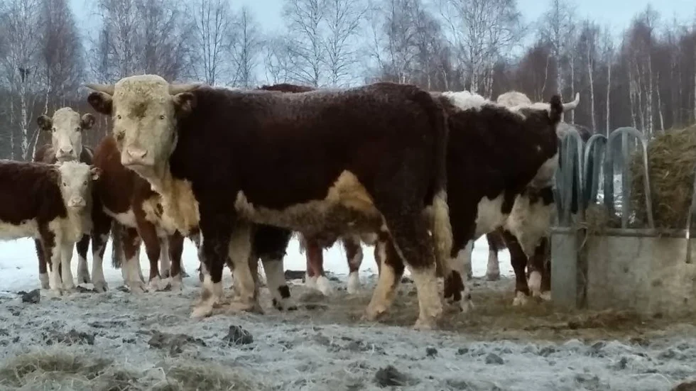 Hemma igen. Ett 50-tal djur, både kor och kalvar, sprang till skogs sedan de skrämts av fyrverkerier och nyårsraketer i Ersnäs. Först under nyårsdagens förmiddag lyckades man locka tillbaka dem.