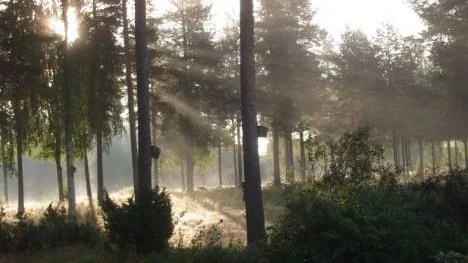 Morgondimma i Älvsbyn.