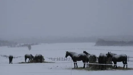 En snöig dag i Stockfors. Snö i luften, snö på marken och i träden och snö som en filt över hästryggarna.