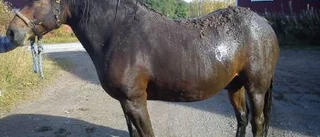 Häst räddad ur gödselbrunn