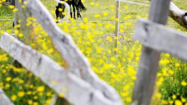 Får lov. Ett stall i närheten av Gammelstads världsarv får nu bygglov sedan miljödomstolen underkänt kommunens argument att säga nej.
Foto: Josefin Wiklund