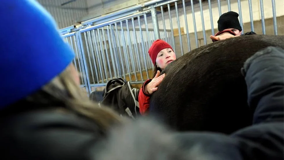 SMITTSAM SJUKDOM. Fem hästar i fyra olika stall i Luleå misstänks vara drabbade av en mycket smittsam sjukdom. "De kommer en efter en", säger veterinären Anna Semrén. Bilden är en arkivbild.