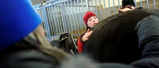 Smittsam sjukdom stänger ridstall i Luleå