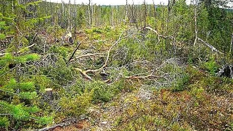 stopp. Mindre behov av virke gör att avverkning stoppas tillfälligt.Foto: Kenth Bergmark