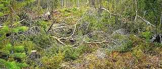 Stopp i skogen