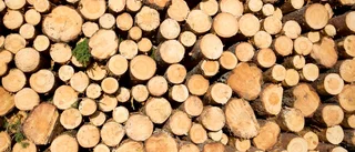 Skog fälls för nya bostäder