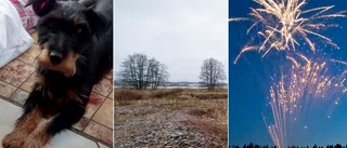 Efterlysningen som sprids på Facebook: Har någon sett hunden Aila?