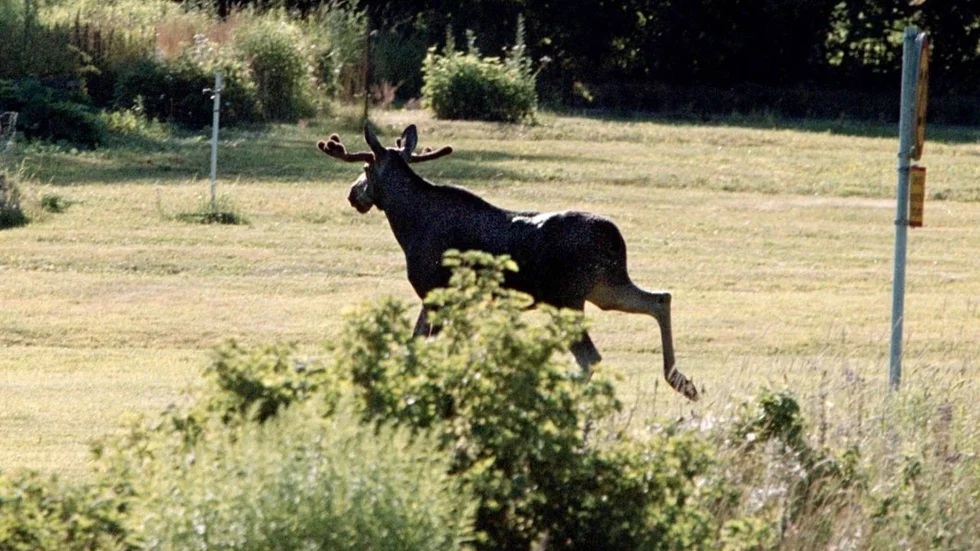 älg