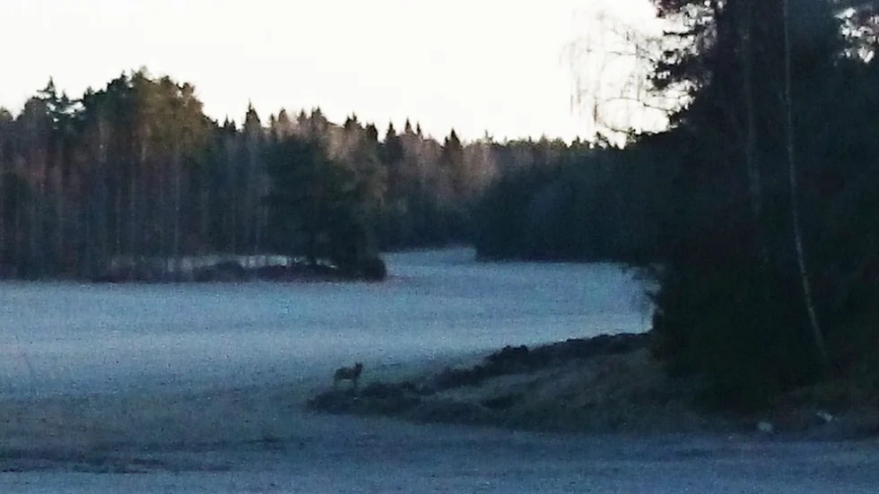 Varg som tidigare svassat omkring i Trosa på kvällen.