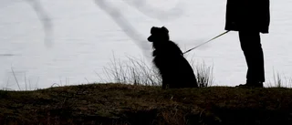 65-åring hotades med basebollträ – hund avstyrde misshandel