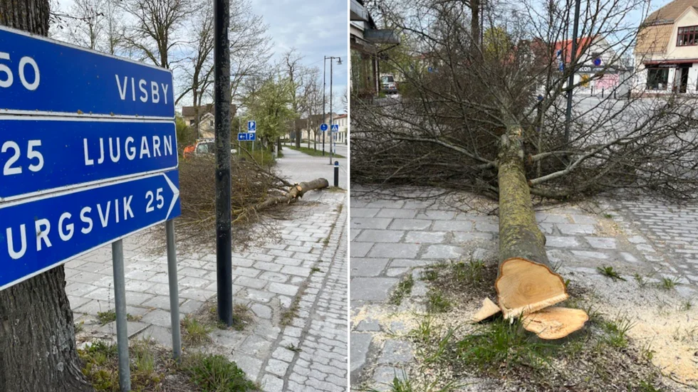 Träden fälldes den 11 maj.