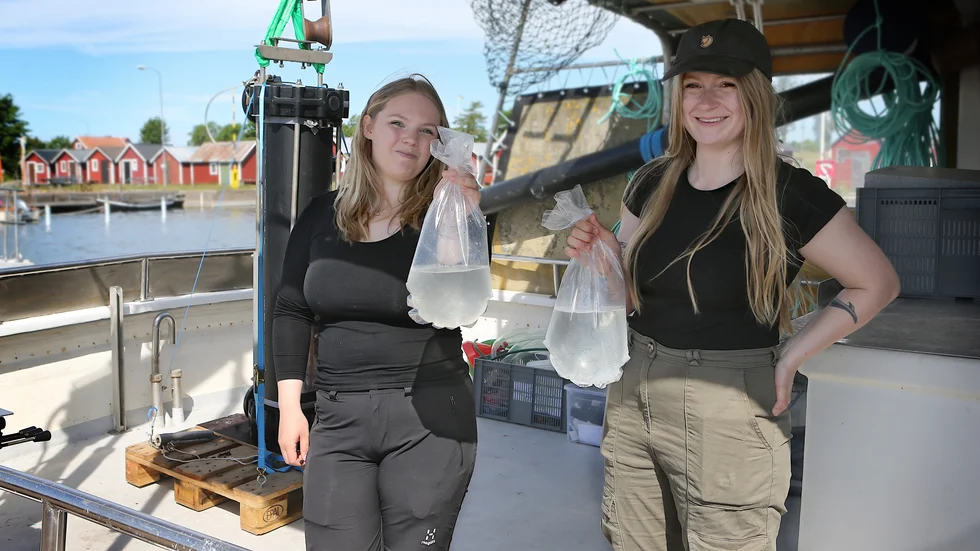 Lovisa Larsson och Neele Schmidt visar påsar som innehåller ett par tusen torsklarver. Larverna förs över till den svarta cylindern i bakgrunden. Den sänks sedan ner i vattnet till en nivå där temperaturen är lagom.