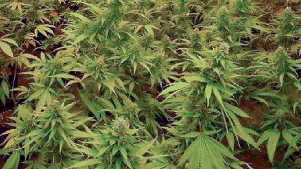 cannabis