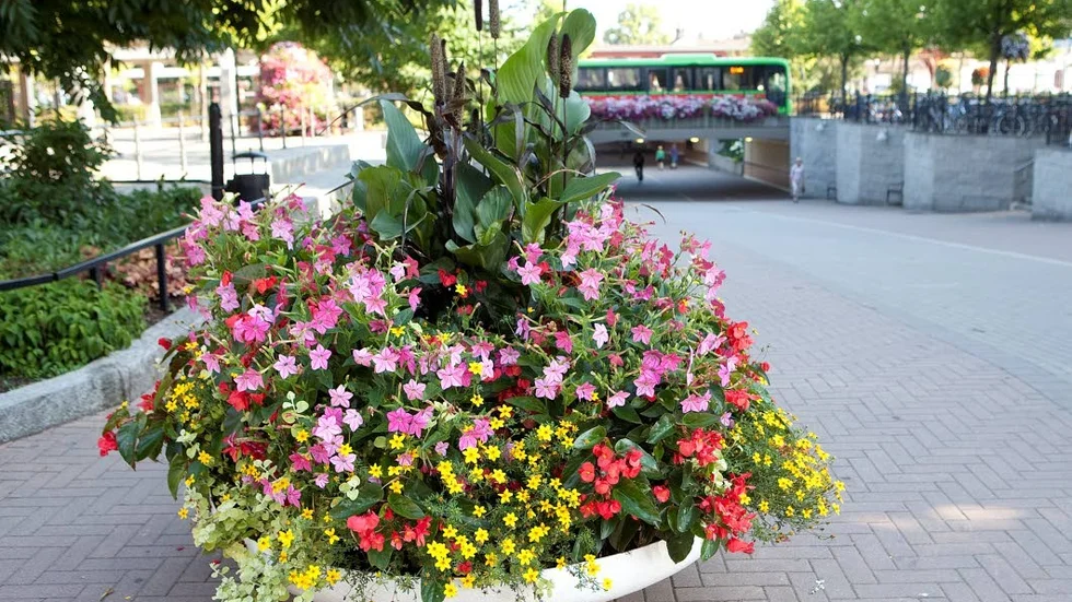 Sommarblommorna i centrum ska vattnas med sjövatten den här säsongen.