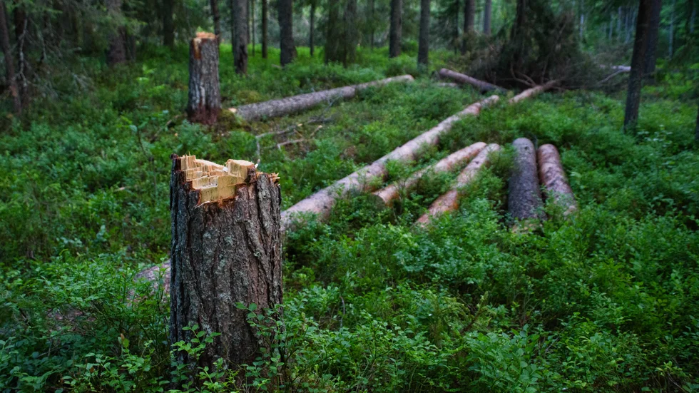 Naturvårdsverket och Skogsstyrelsen har presenterat nya riktlinjer för hur det formella skyddet av skog, exempelvis naturreservat, ska bygga på frivillighet.