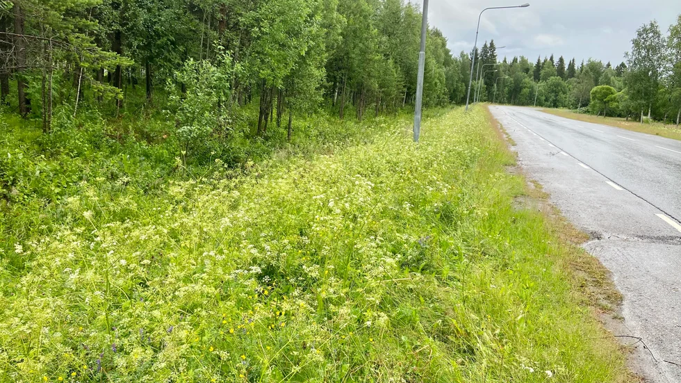 Insändarskribenten undrar hur Luleå kommuns projekt att skapa ängsmark har beslutats och hur det ska följas upp. 