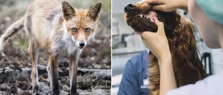 Åtal: Man i 80-årsåldern ville inte avliva sin hund • Misstänks för djurplågeri