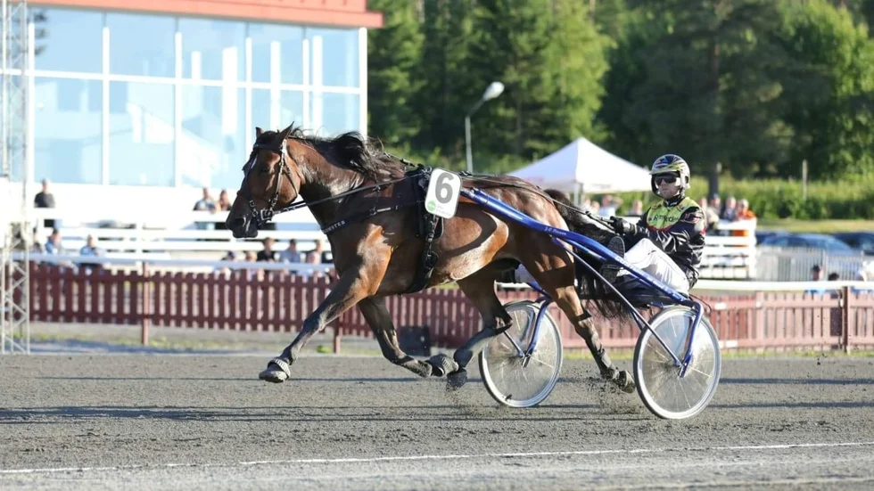 Stjärnblomster och Mats E Djuse. Två stjärnor som sken ikapp med solen på Skellefteåtravet 