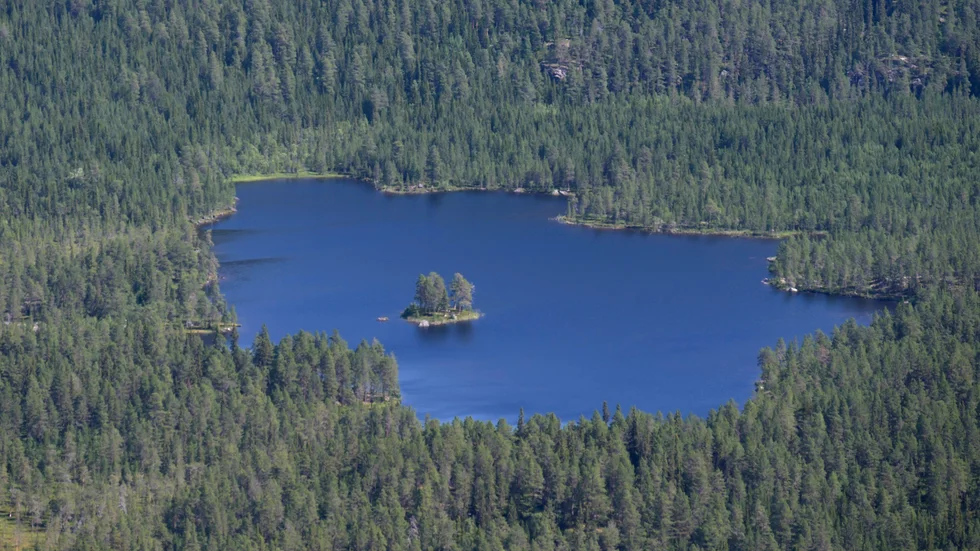 Den svenska skogen ska räcka till mer än någonsin; råvara för förnybara produkter, ökat trähusbyggandet, mer cellulosabaserade material i kläder, den vara trevlig att vistas i och erbjuda en livsmiljö åt svenska djur och växter; det skriver dagens debattör. 