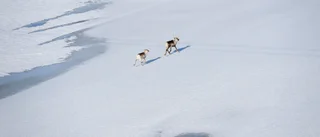 Bygg vattenkraft i de sista orörda älvarna