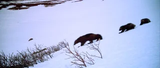 Vädret försvårar inventering av järv