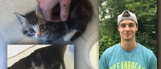 Vilsna kattungar räddades i godståg
