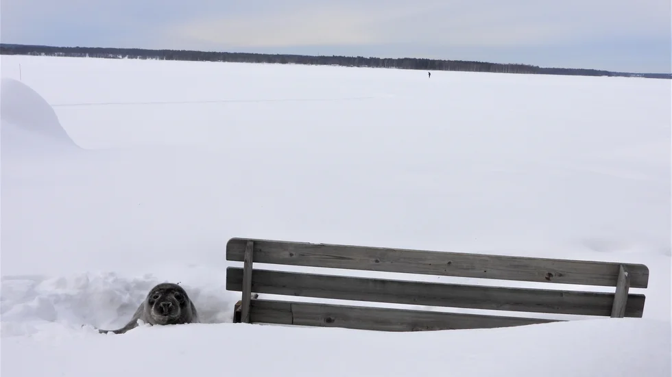 Sälkuten hade hittat ett bra gömställe vid parkbänken. 