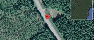 Älg på vägen på E4