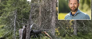 Sveaskog återupptar avverkningen trots protesterna: "Inte nog höga naturvärden"