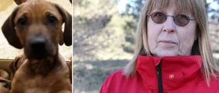 Hund på Gotland drabbad av ovanlig bakteriesjukdom – kan spridas till människor • ”Man ska inte vara orolig, men observant”