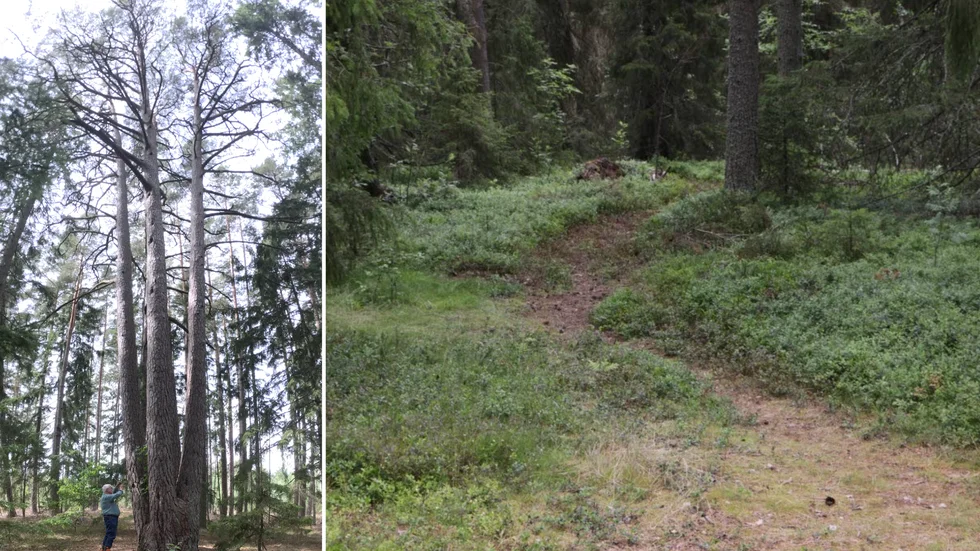 Till vänster: Årets knasigaste träd är fyrtallen i Guldrupe. 
Till höger: Vandringsleden på tre kilometer mot den prisade fyrtallen.